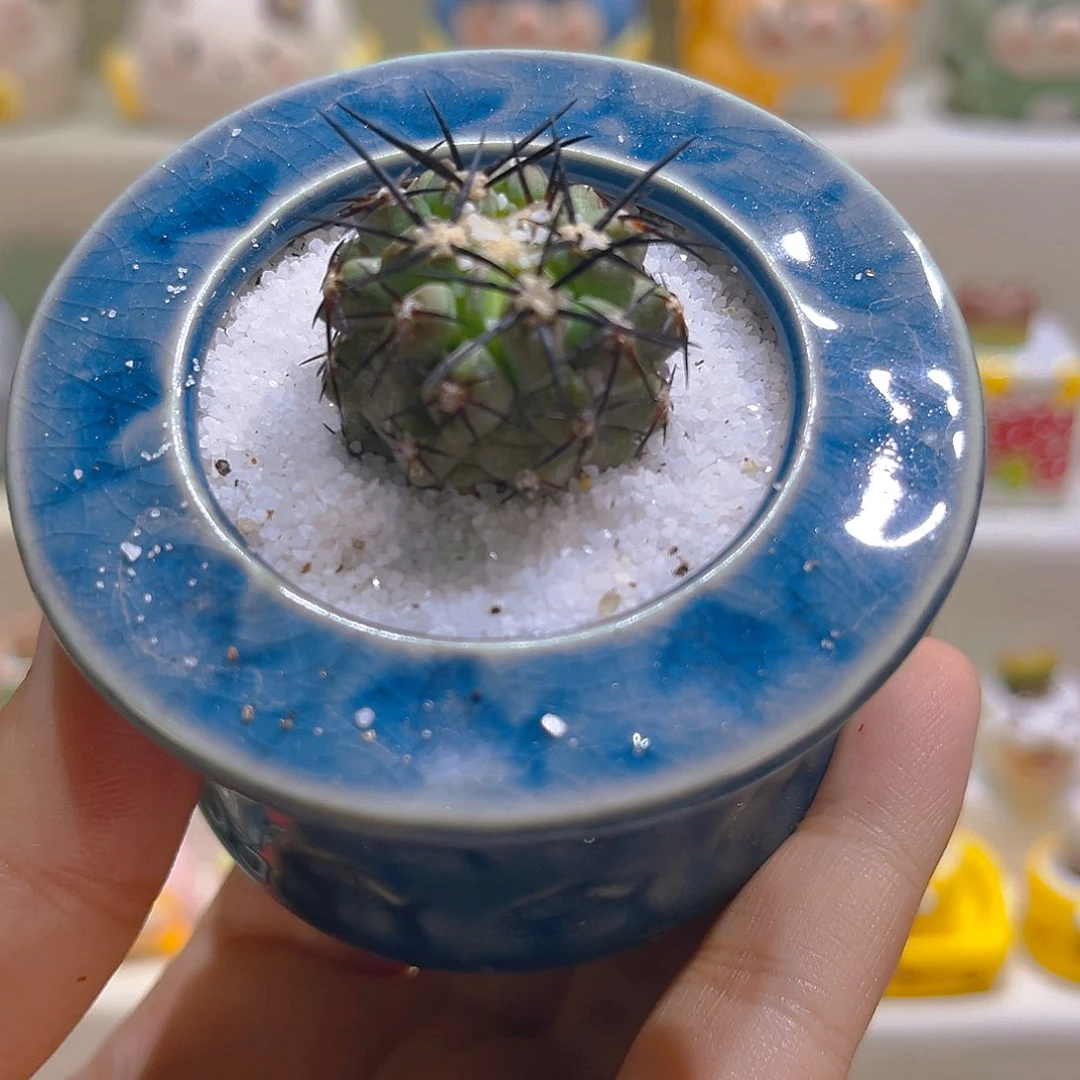 039高端多肉带盆带土