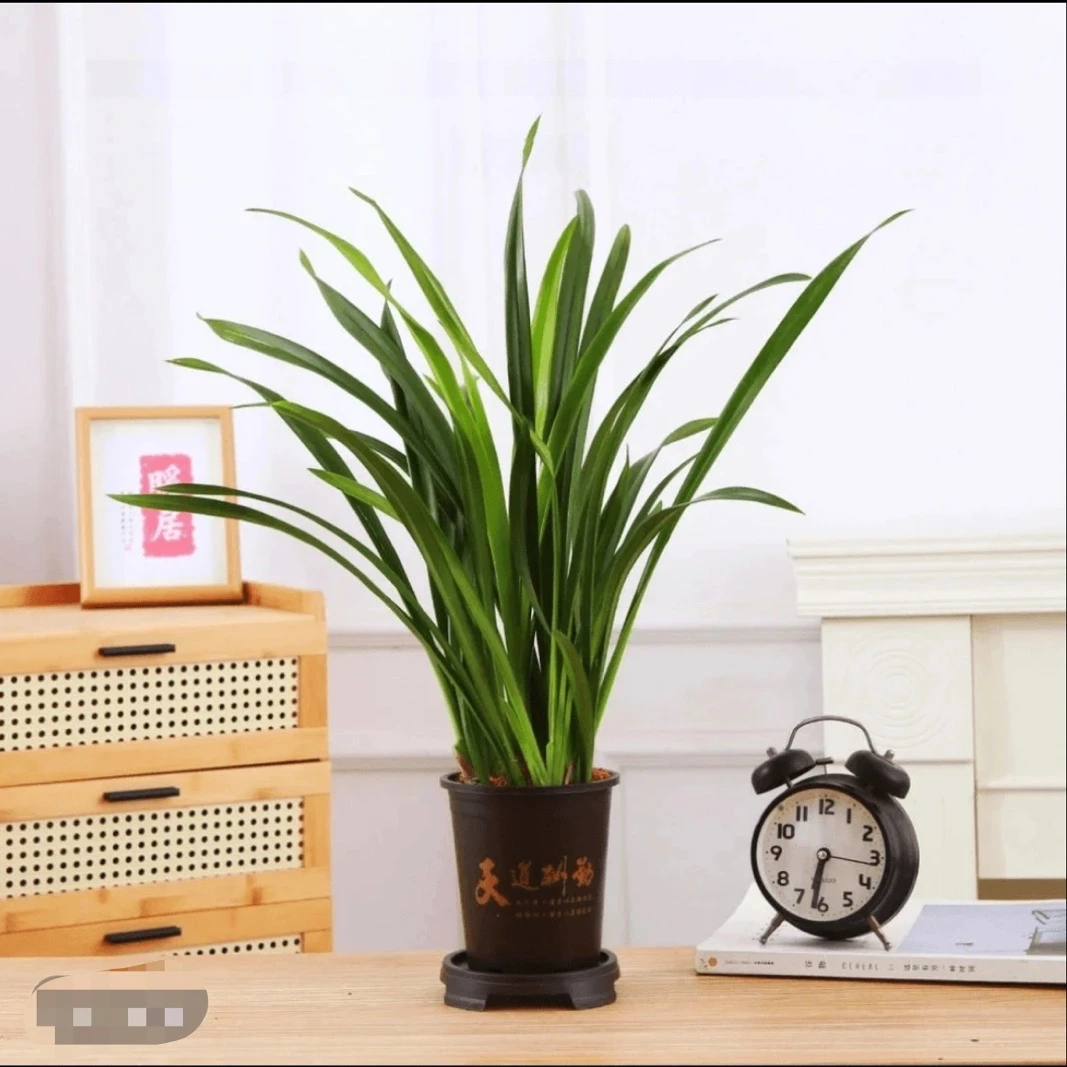 墨兰6-8苗室内栽种易存活好养净化空气青苗