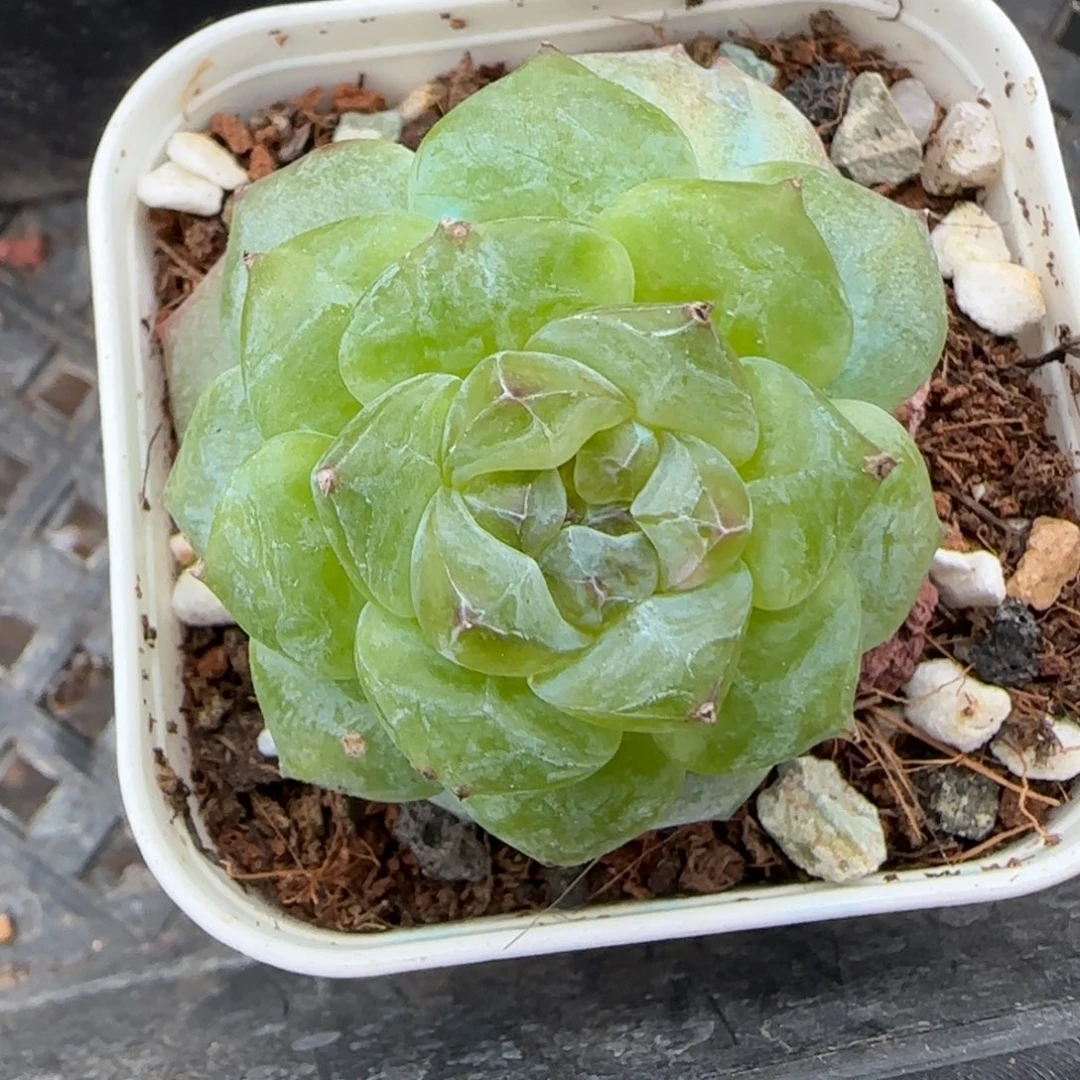 小卡拉米糖心一物一拍