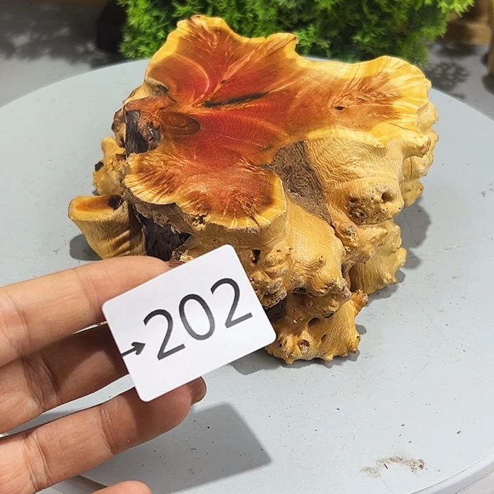 香榧木風**唐火琉璃……