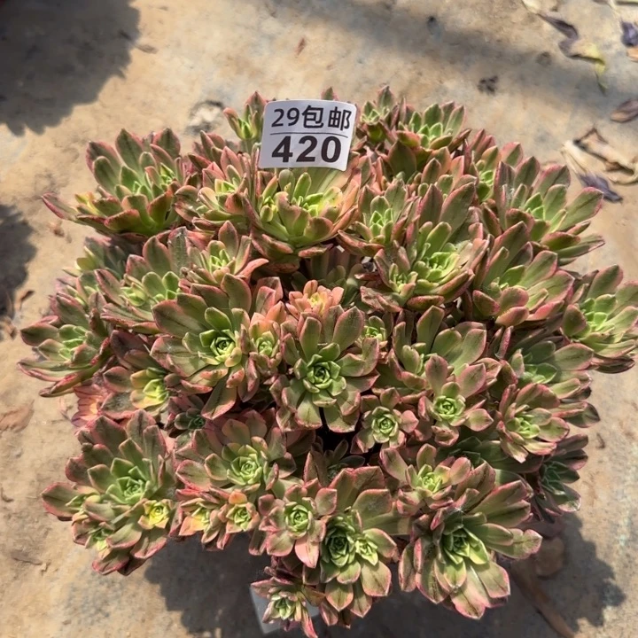 甜茶……多肉植物……