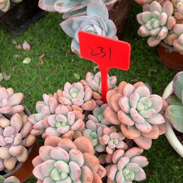 231洛神平平安安健健康康