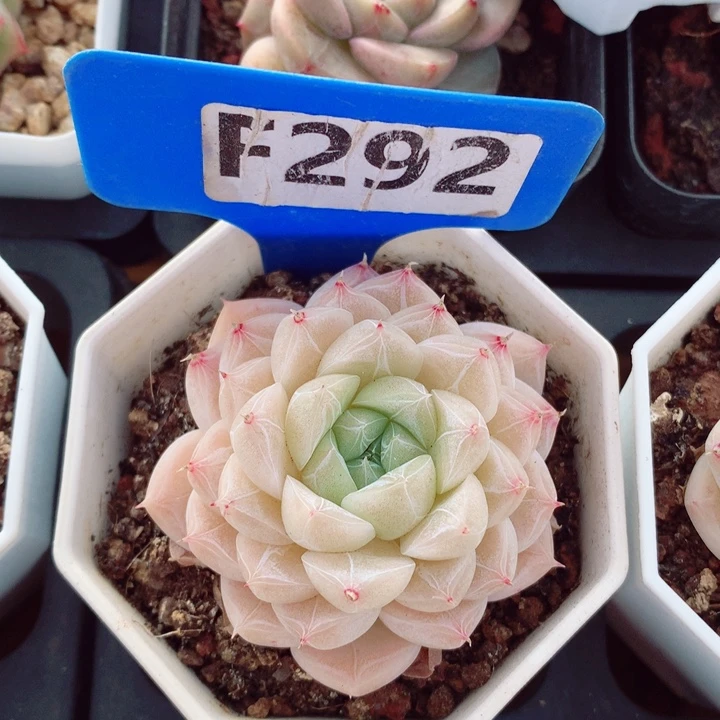 白翡翠5.5cm多肉植物