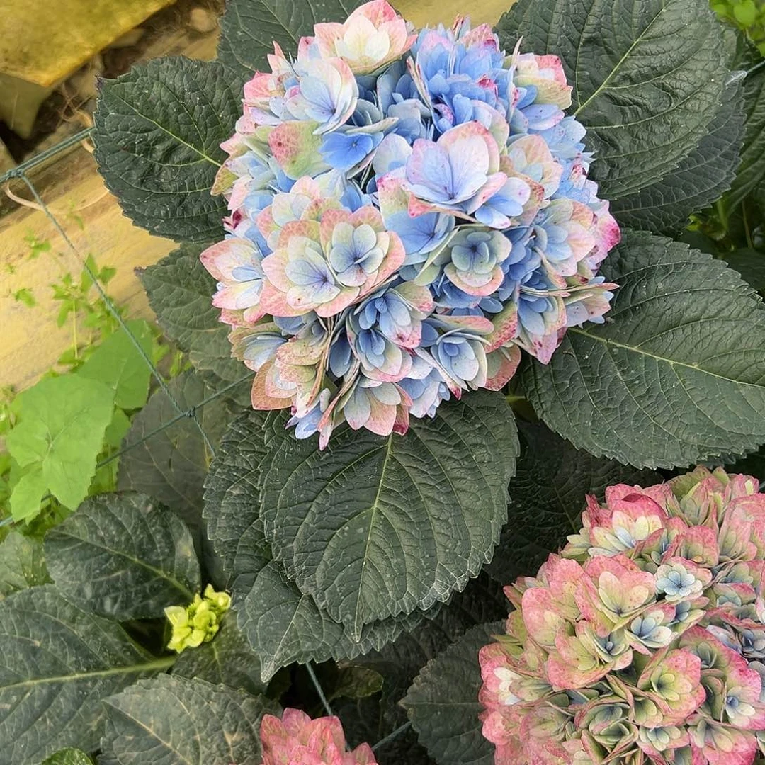 完全开放A107 绣球两单包邮～