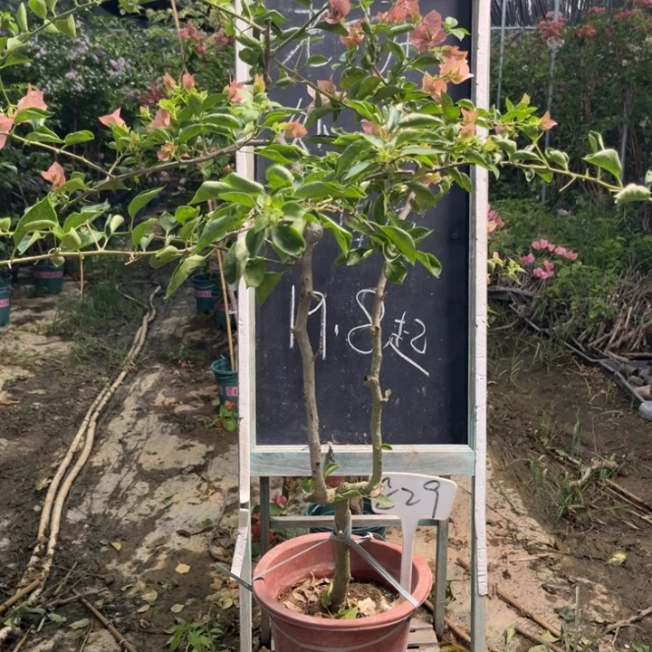 无花朵三角梅三角梅829
