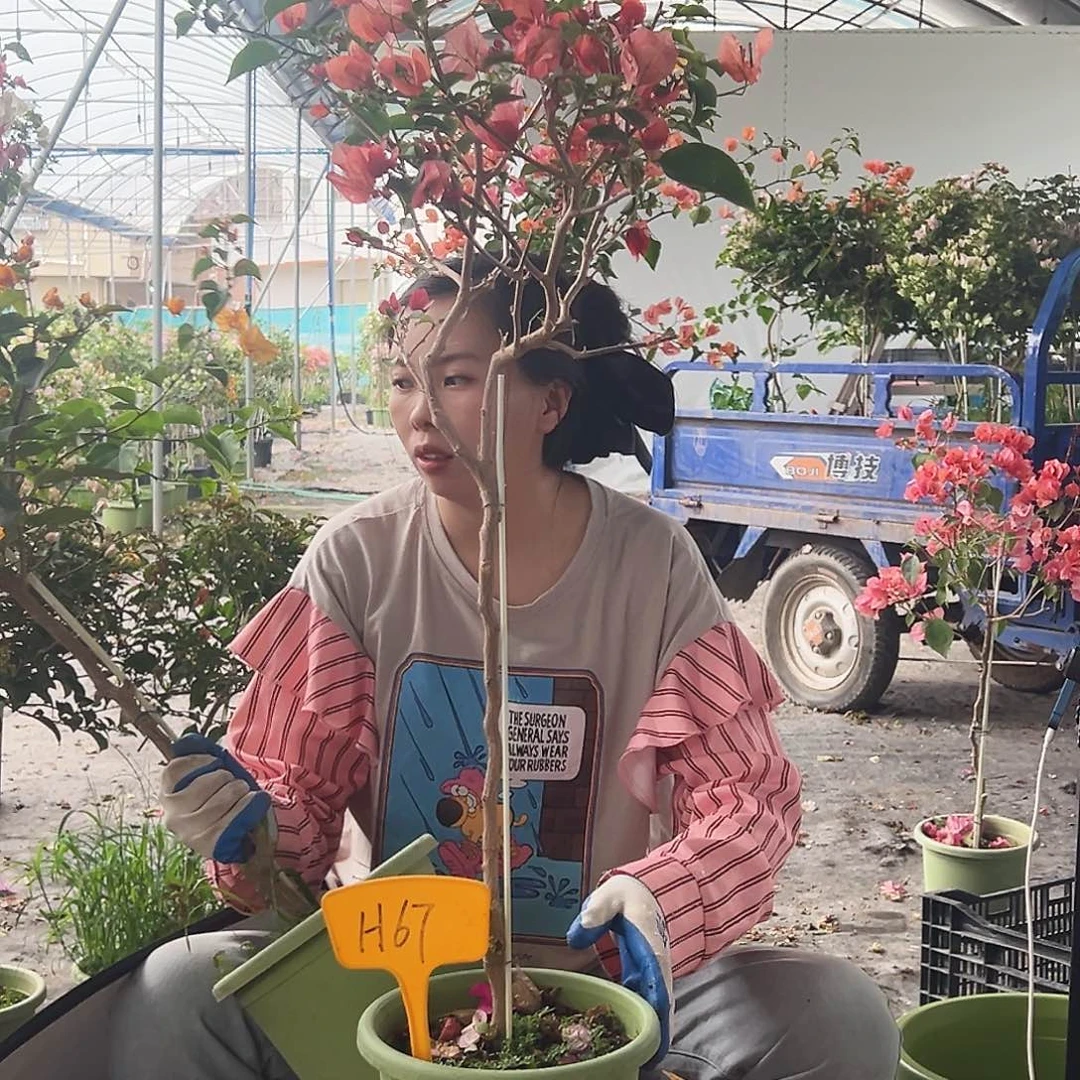 小***虫大部分花苞少量开放H67不甜