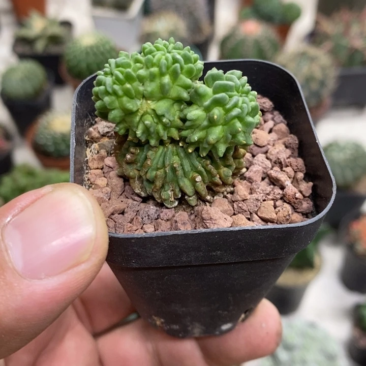 蝌蚪球群特价福利