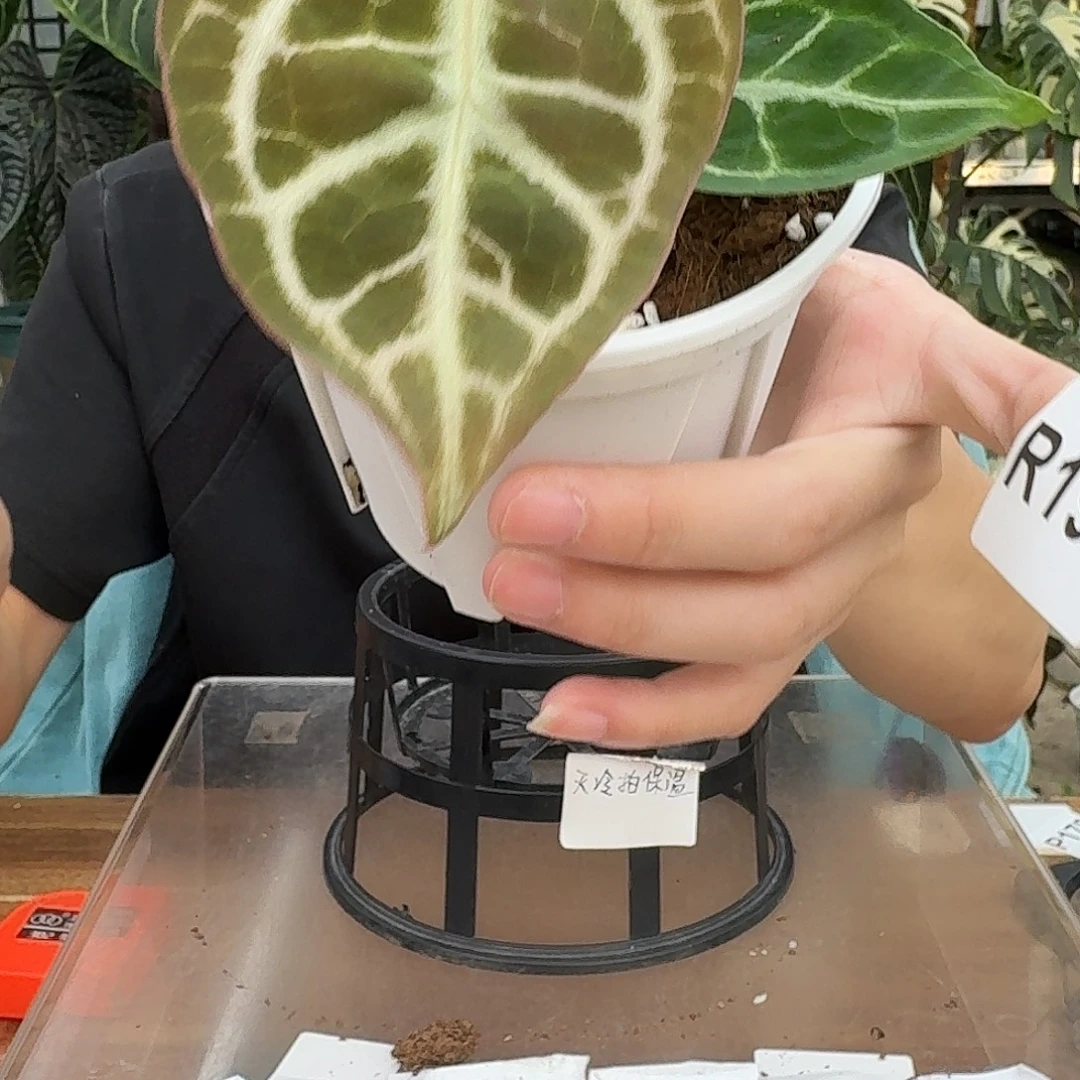 完全开放B95红铜杂哪吒