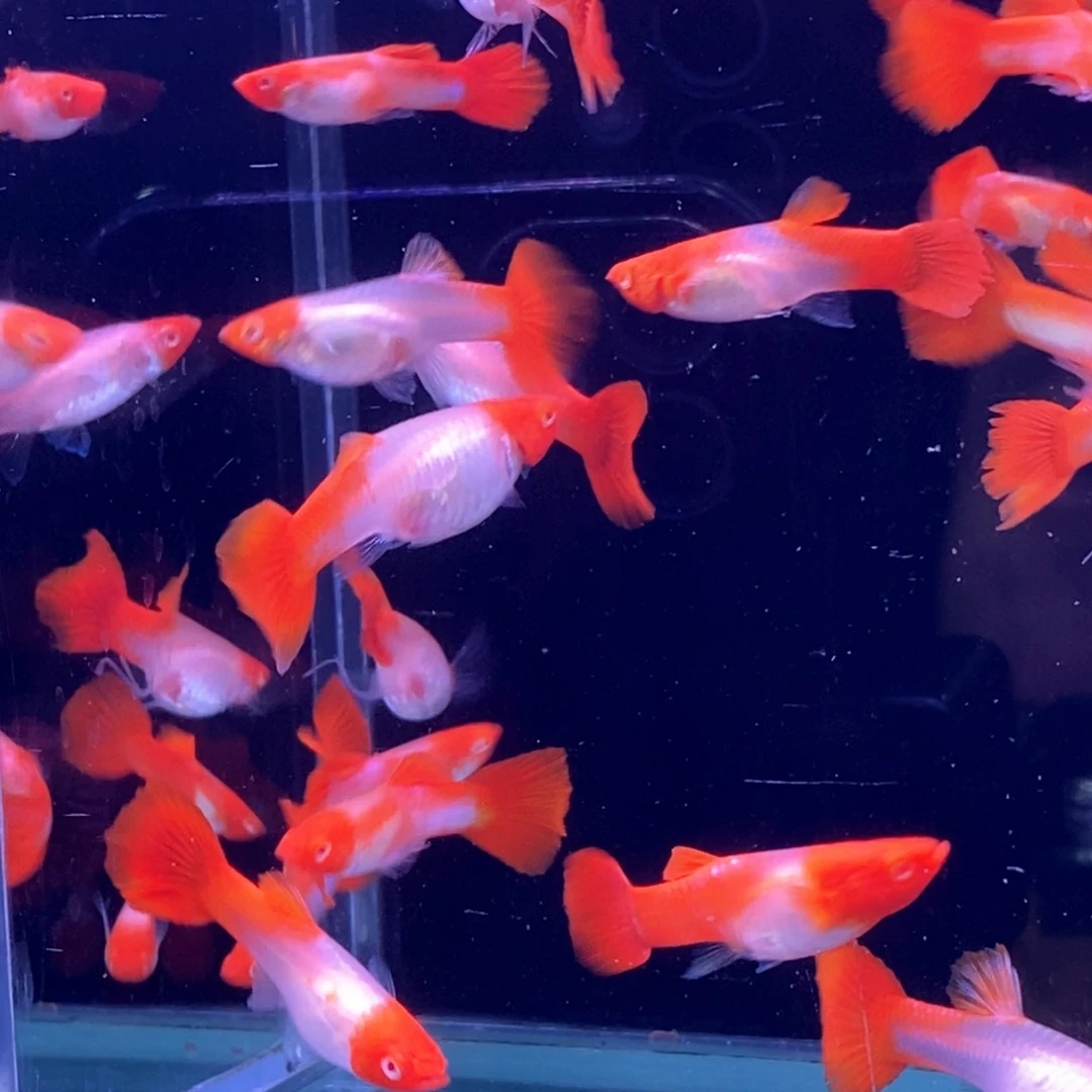 孔雀鱼福利红头20条