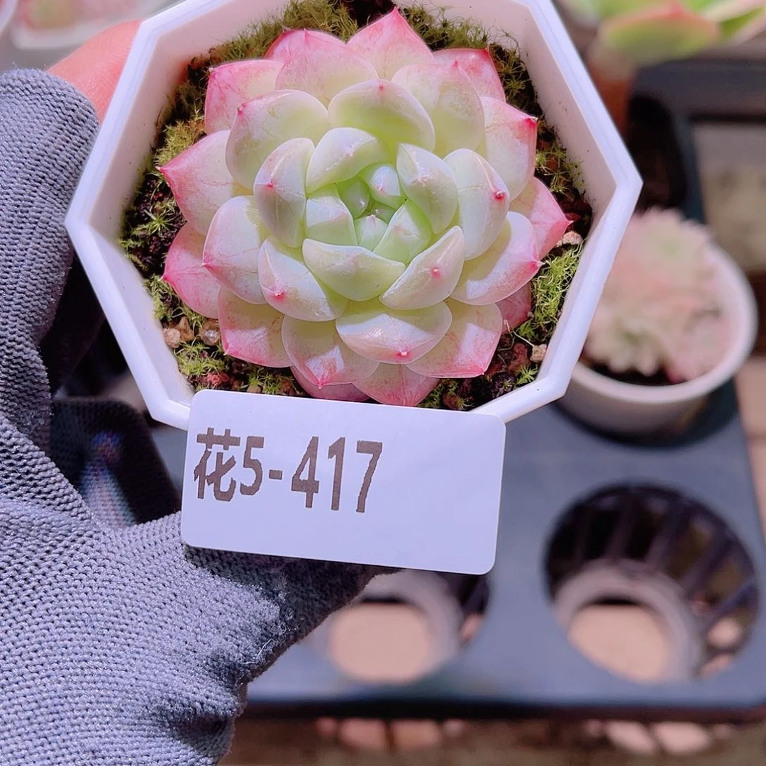 花05-417白桃汽水