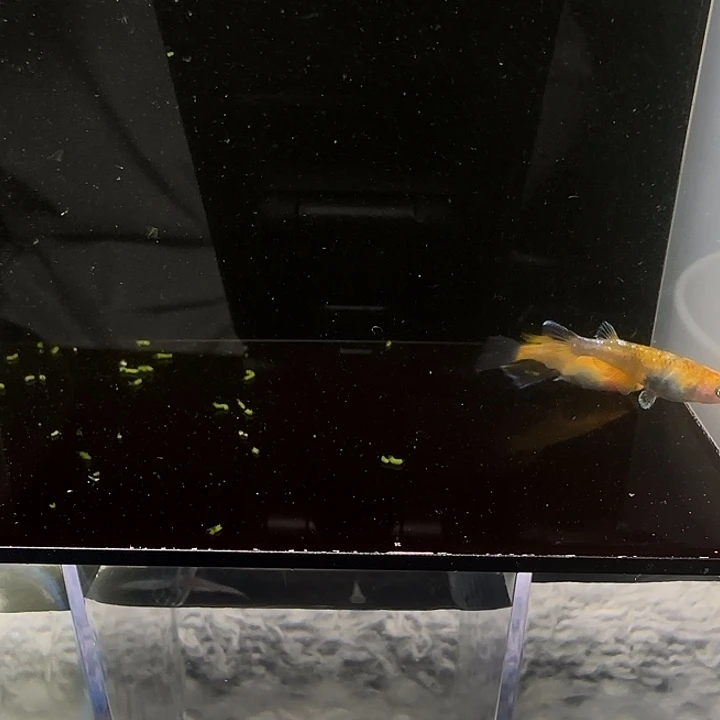青鳉鱼004真长鳍天照三色