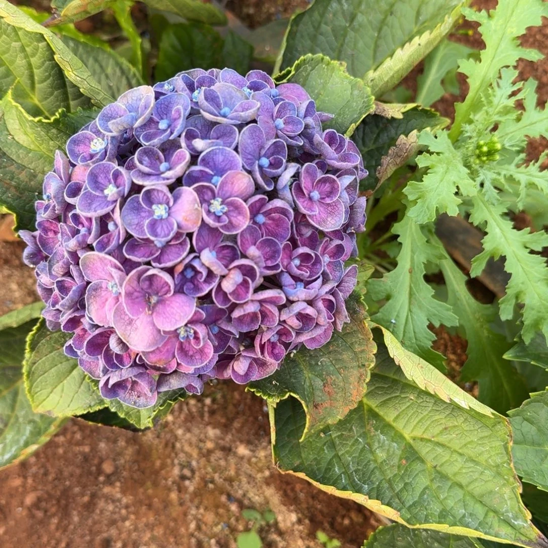 大部分花苞少量开放2