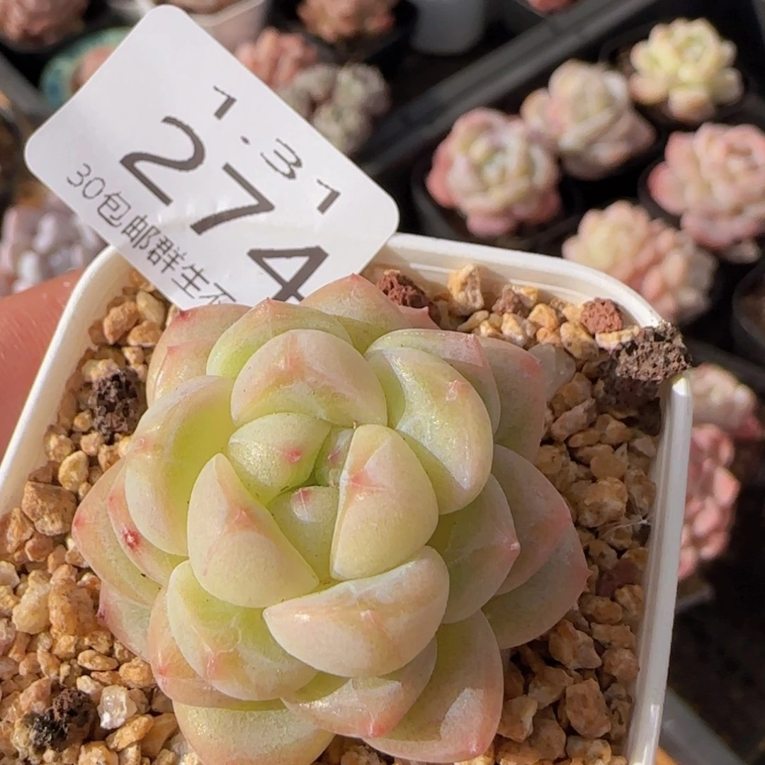 圆脸珍妮单头一颗