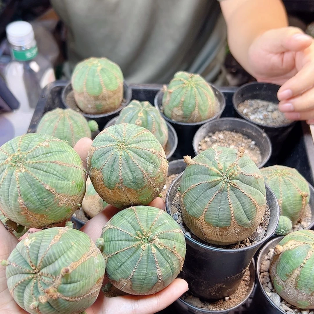 自根欧布带锈根芽4.6公分带盆
