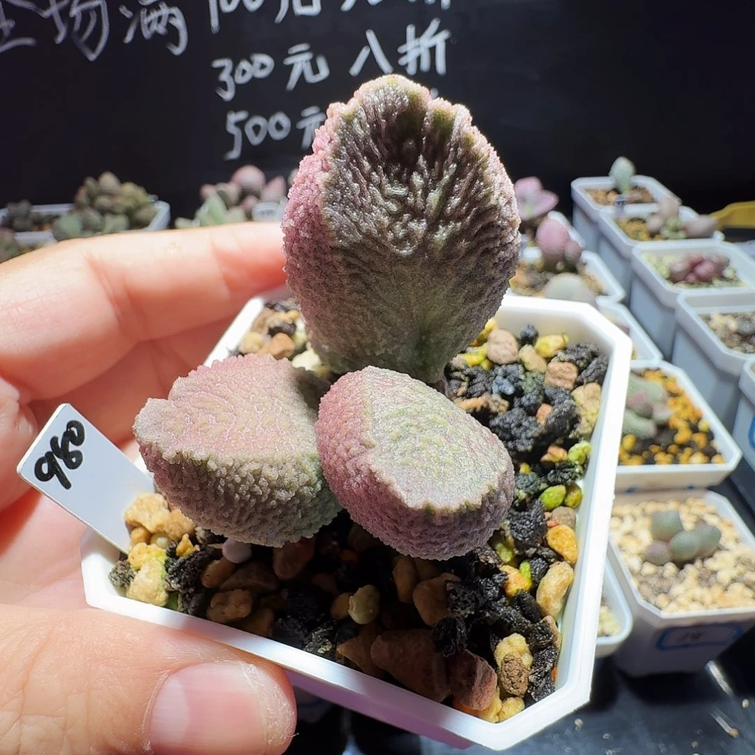 实生桩子水泡，带盆发货满38包邮，植物售出不退不换