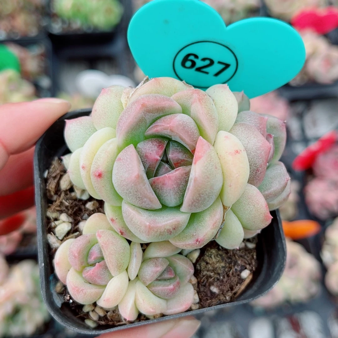 627号小老桩珍妮群