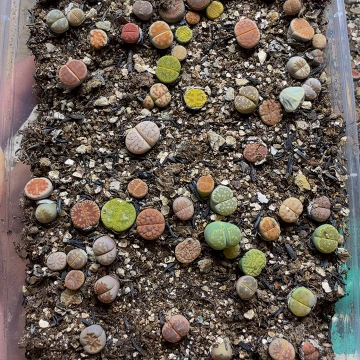 多肉植物和植物等130