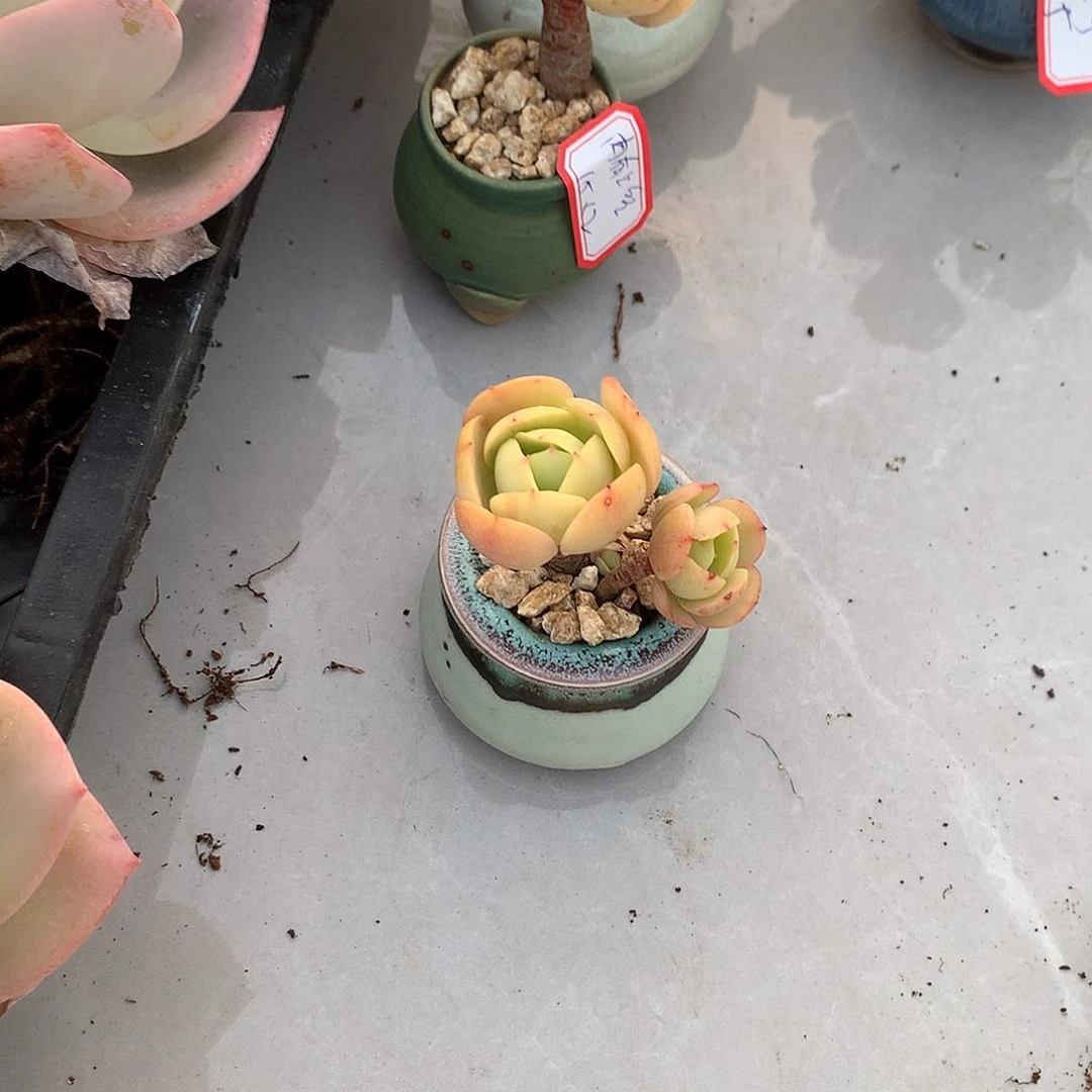 一*间鸡蛋碧桃多肉一颗