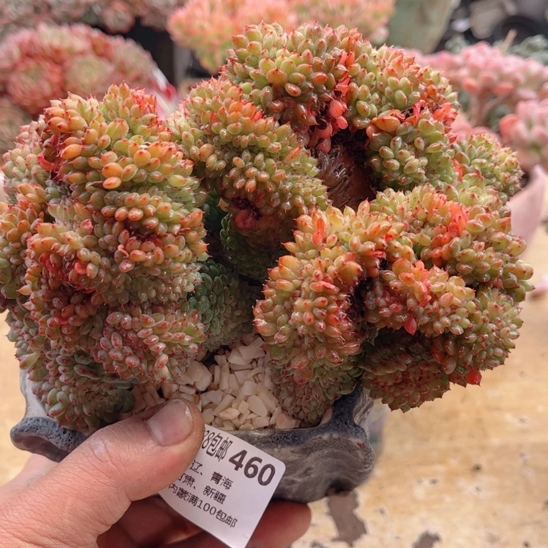 460白胖子缀德华多肉