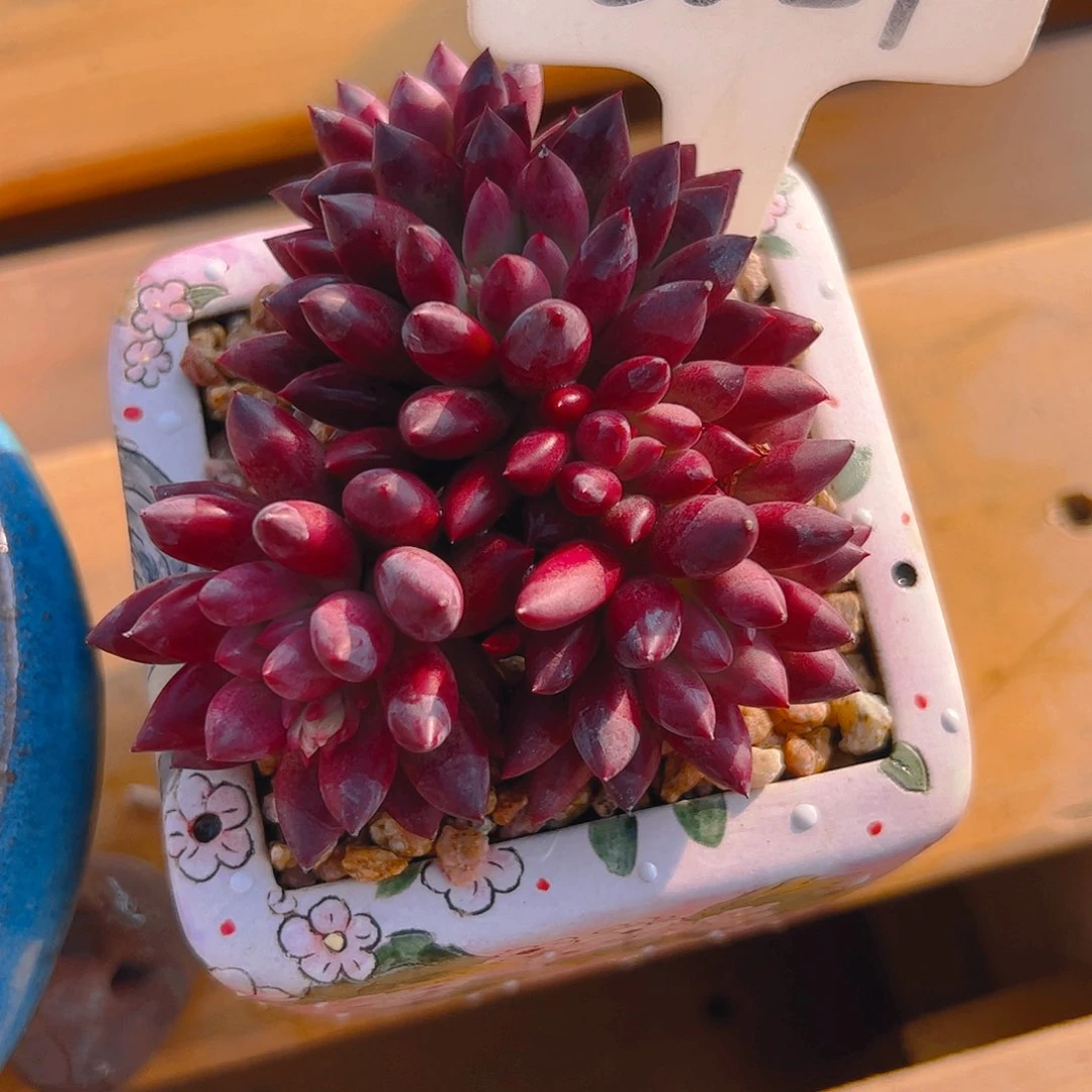 玉*五头虞美人5081号一物一拍