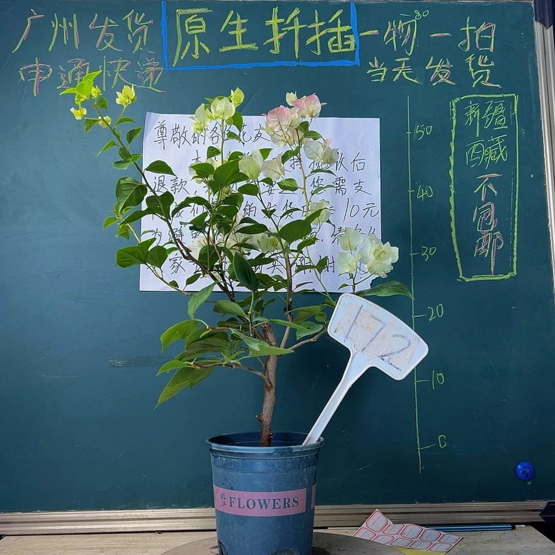 当前无花栽培后可以开花绿樱 172