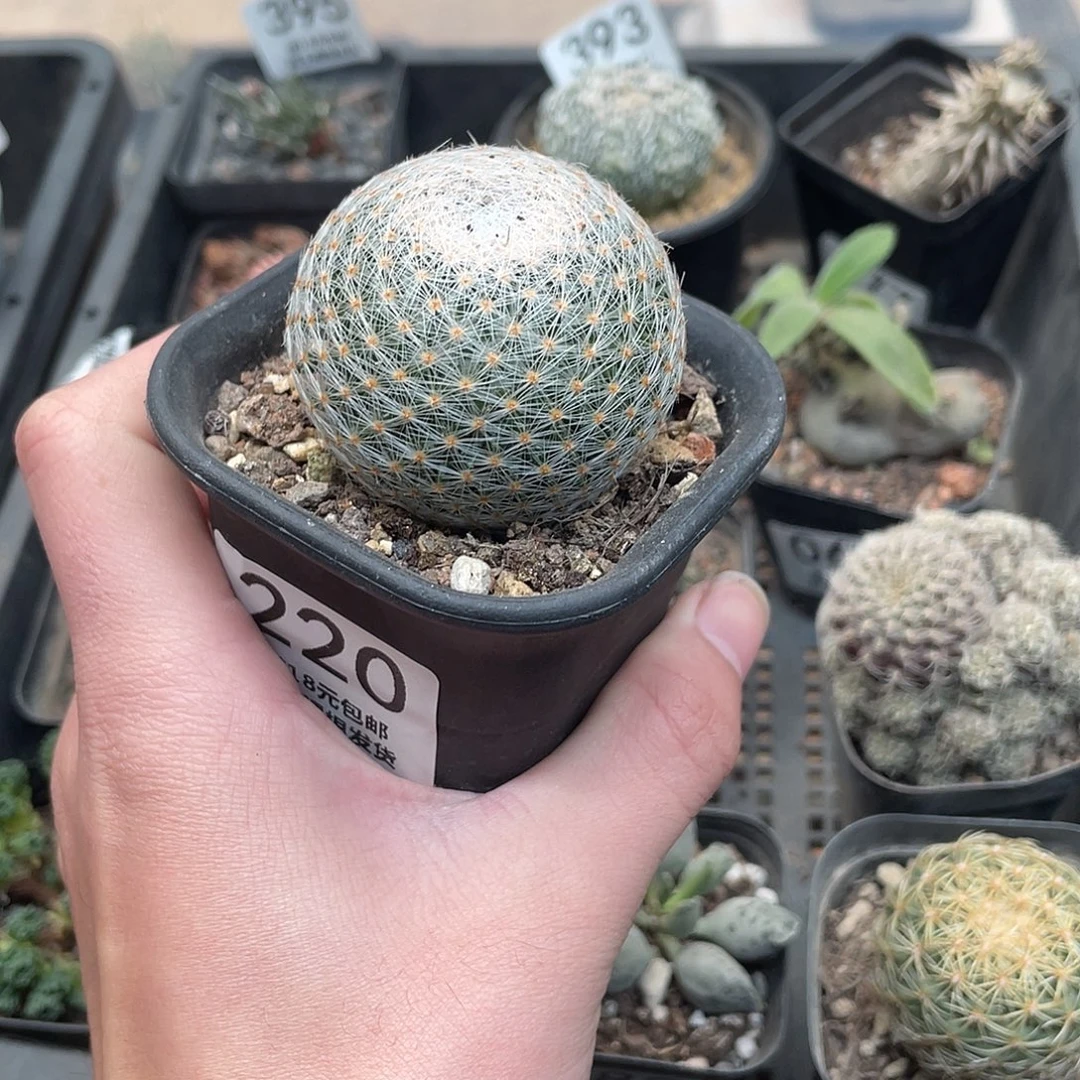 220白绢丸（满18包邮）