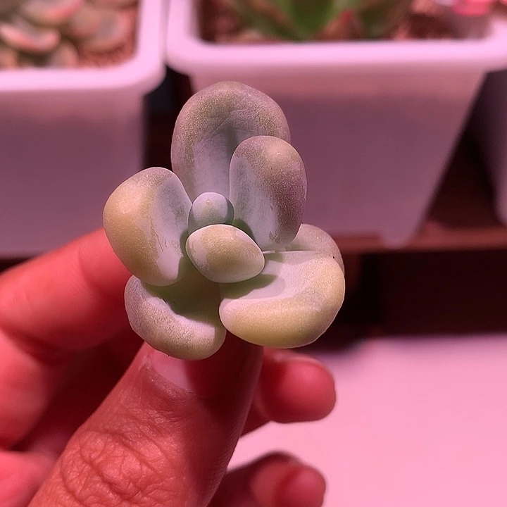橙雪球锦锦锦锦锦锦