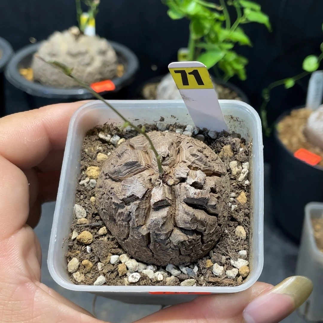 龟甲龙71号不退换