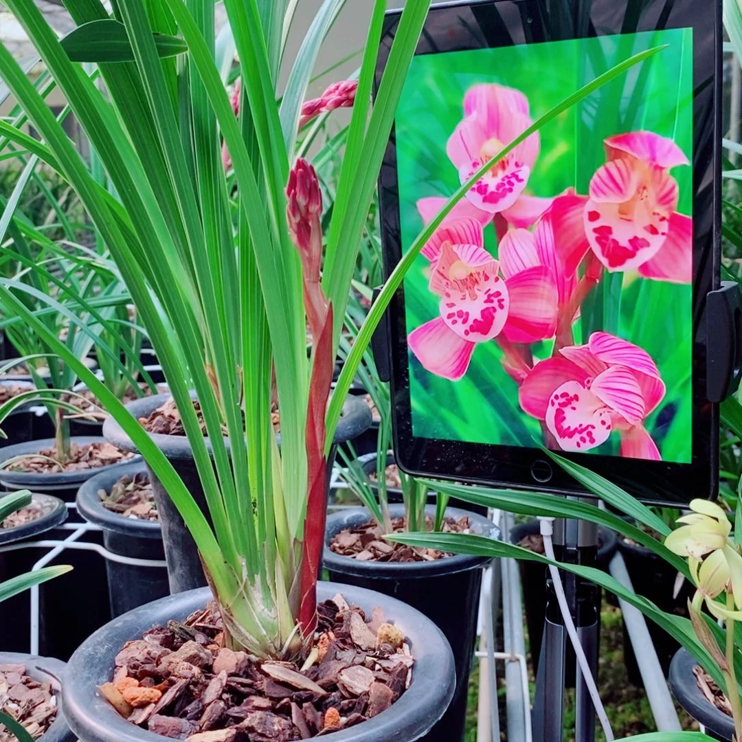 大部分花苞少量开放