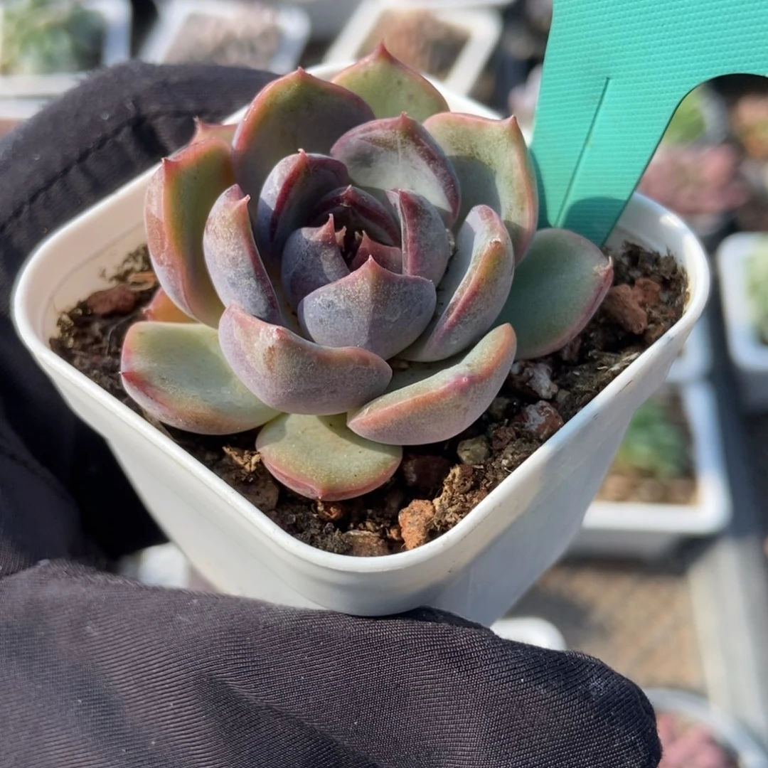 7321蓝莓多肉植物保护