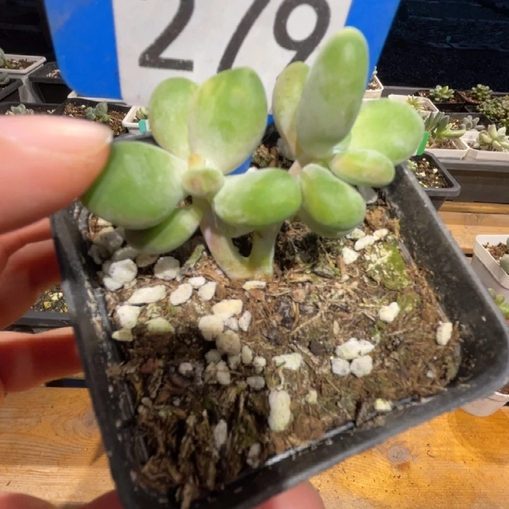 279芒果奶拉丝錦啊啊啊啊