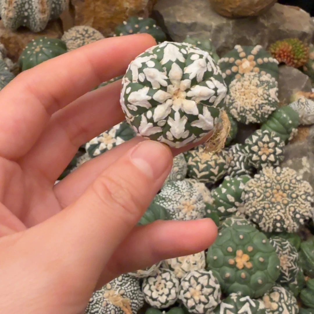 v兜哈哈哈哈哈哈哈