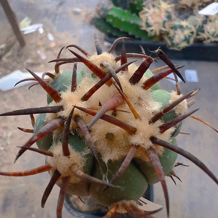 花王。   苗接。