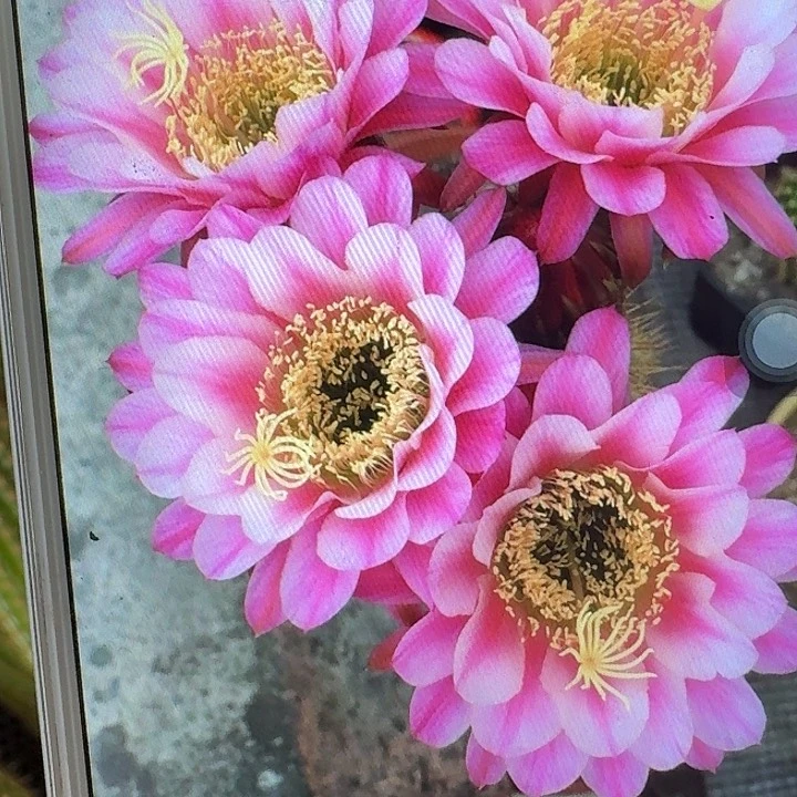 紫罗兰之眼侧芽5公分毛花柱