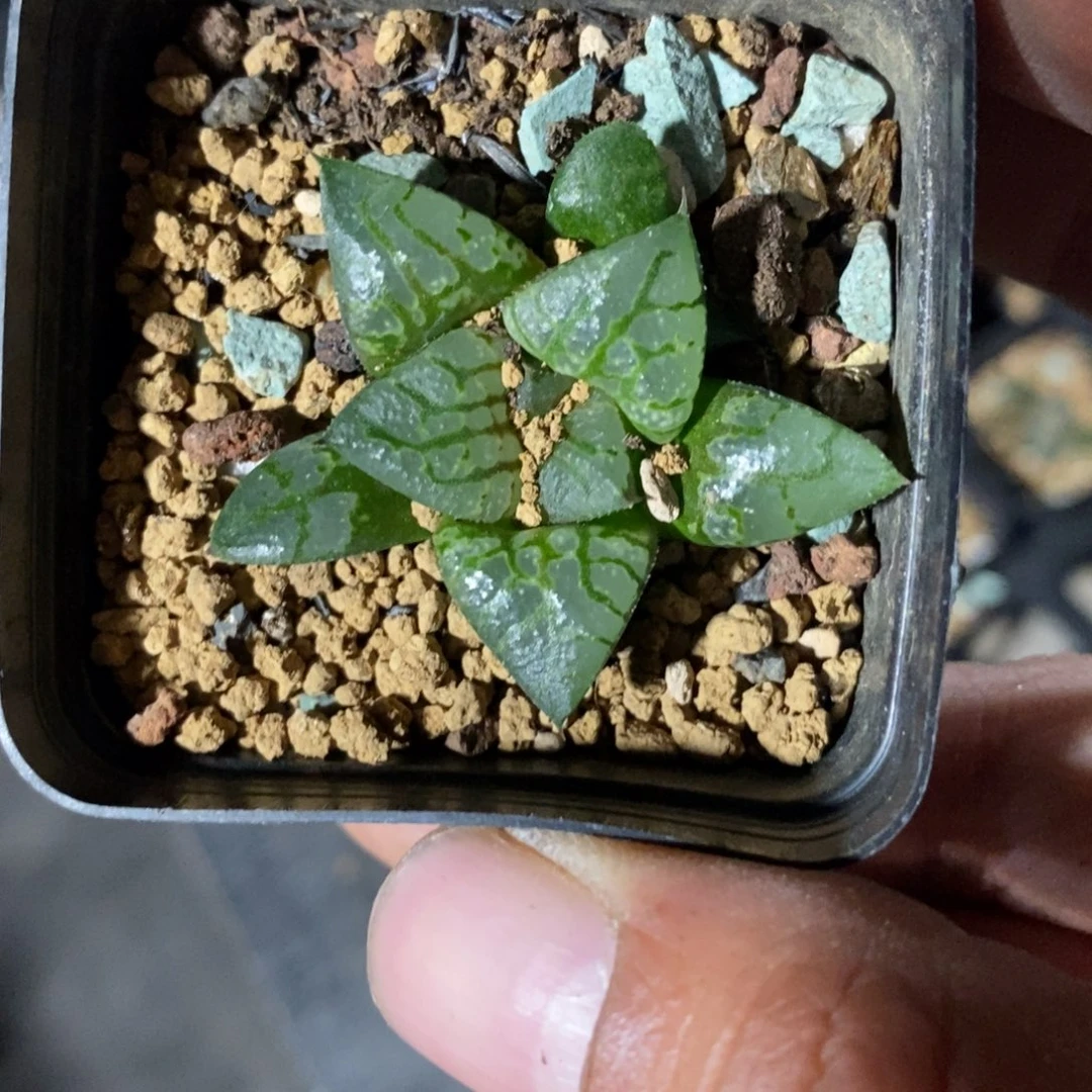 12100 一颗实生寿。 超级福利