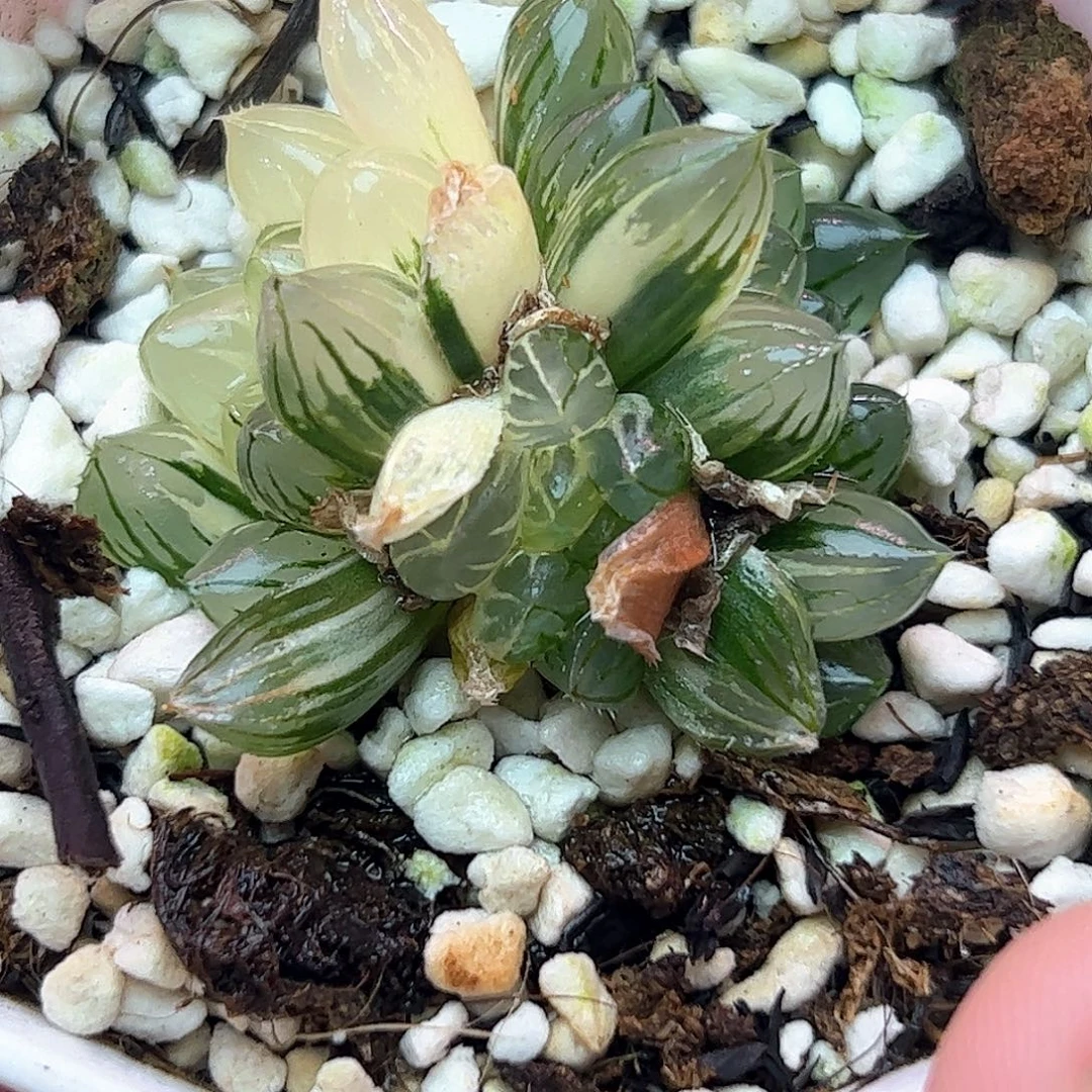 霓虹灯锦十二卷多肉植物