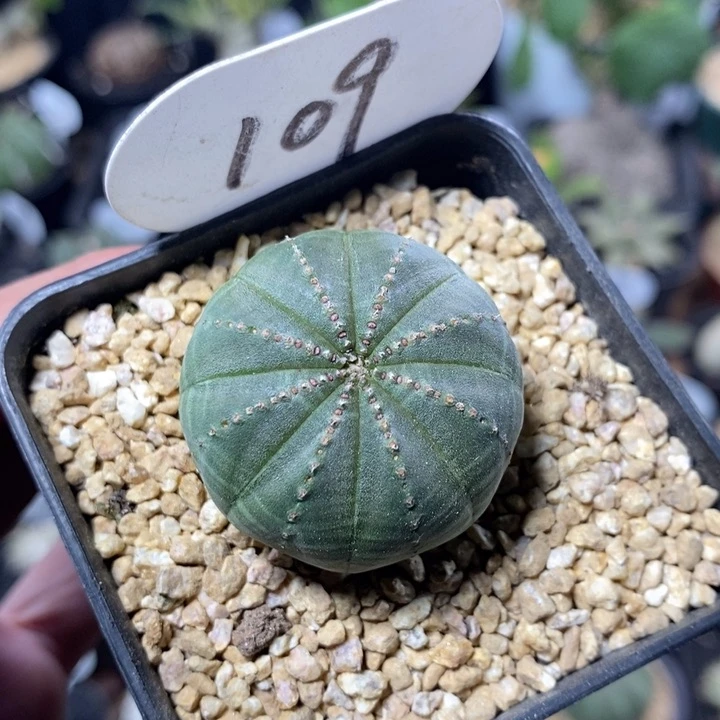 实生欧系布纹球109号3.7cm