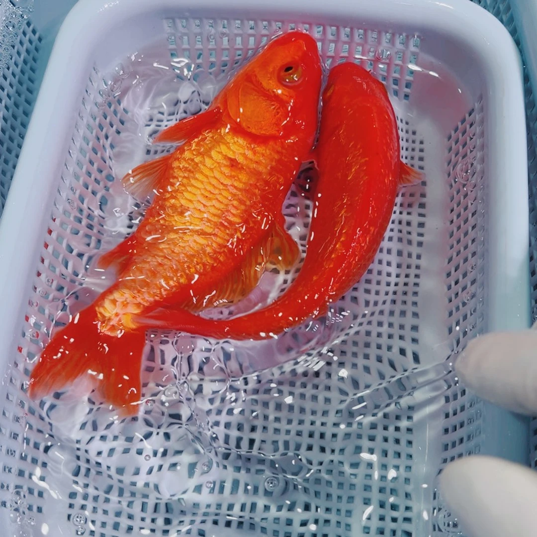 锦鲤锦鲤冷水鱼观赏