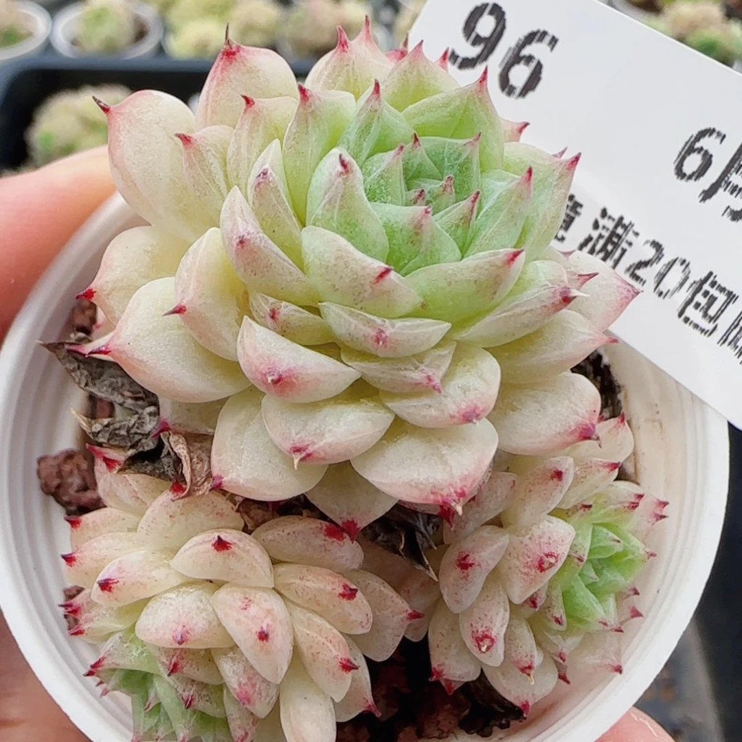 花语逸镜0607-96散