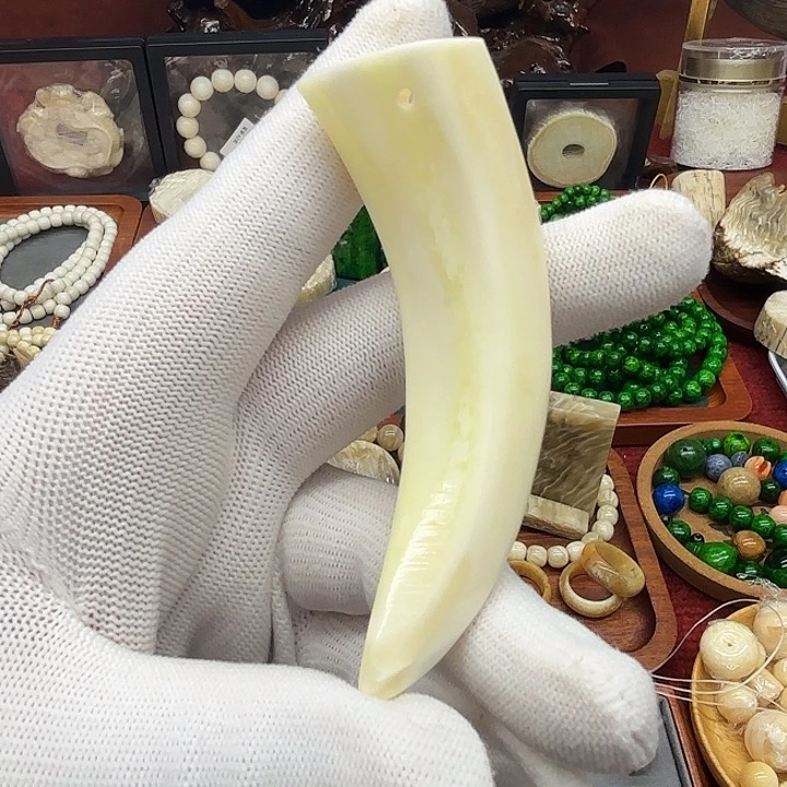 陶瓷黄料野猪牙一个