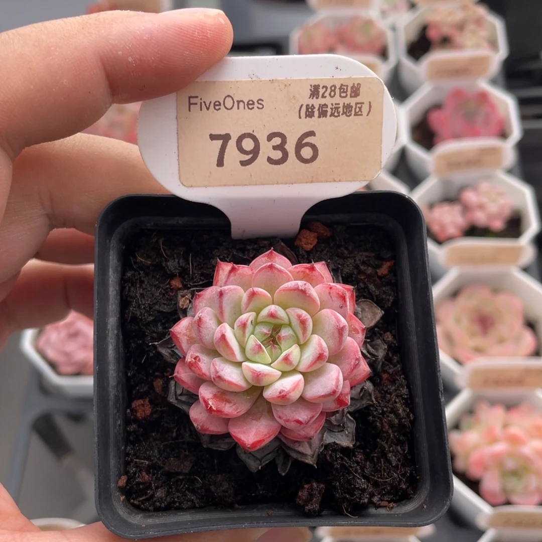 白姬莲7936-3.5厘米