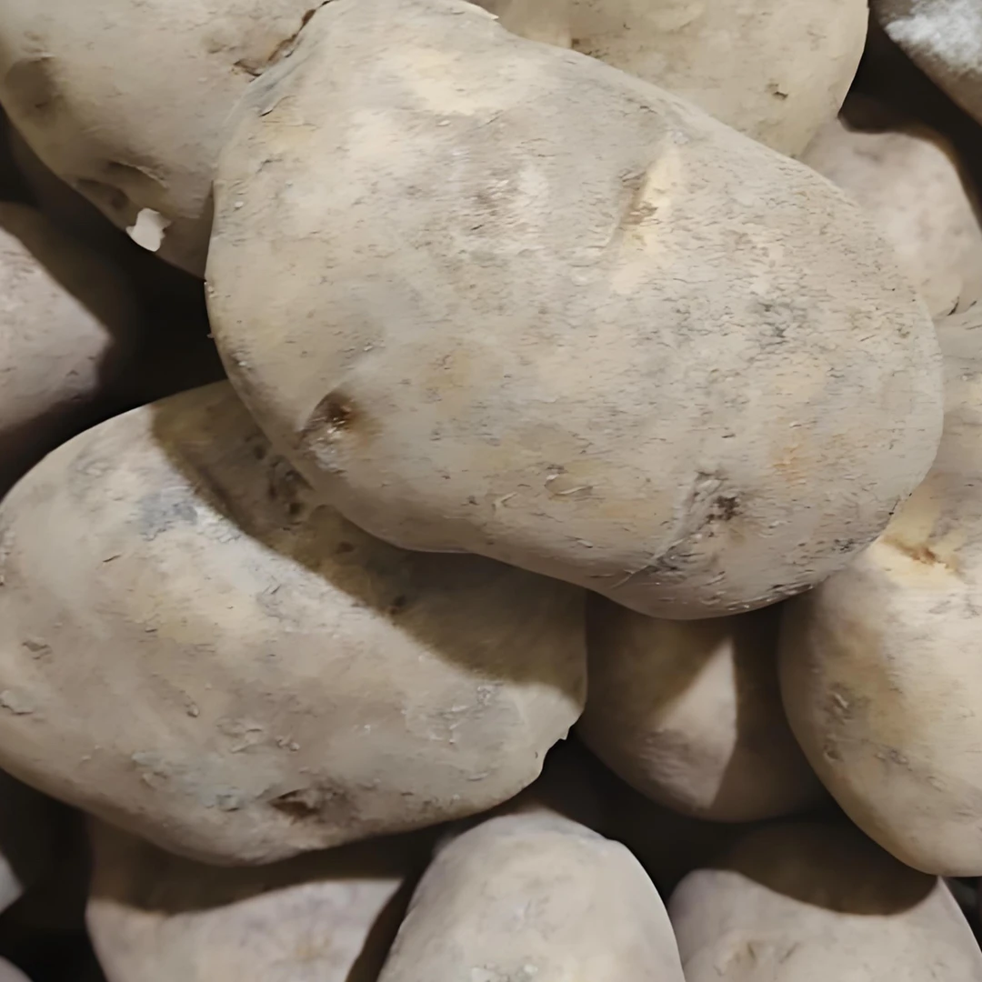 高山农家种植贵州威宁黄皮黄心老品种米拉洋芋原产地发货包邮