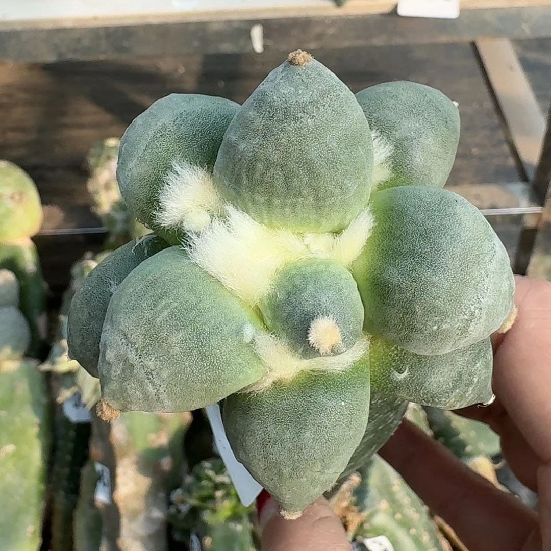全部花朵日系达摩牡丹152