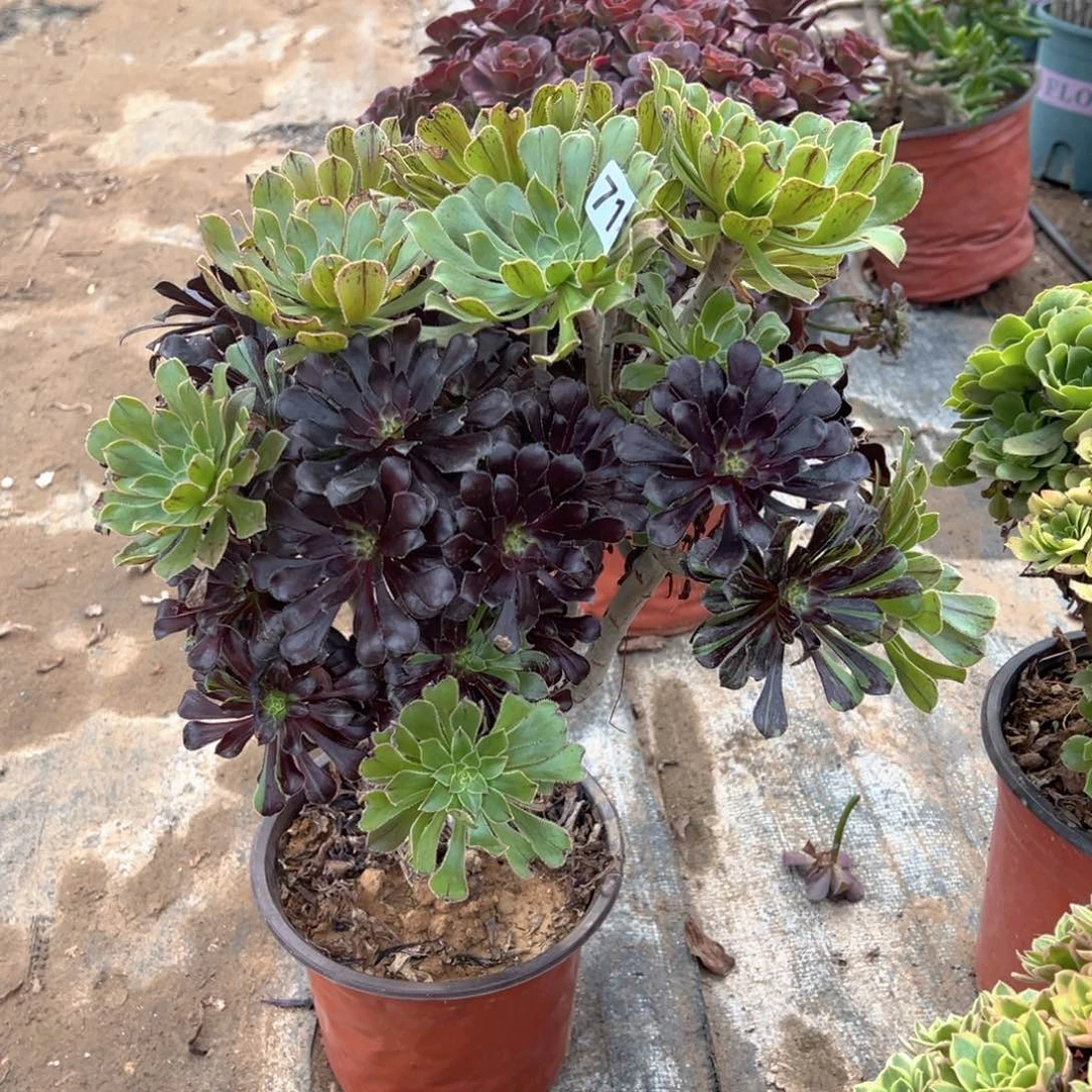 多肉植物水墨丹青716