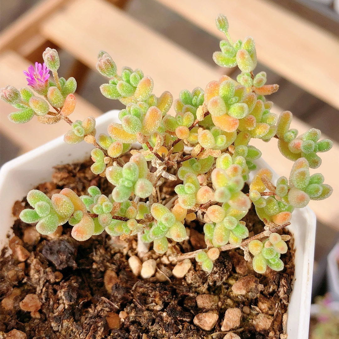多肉植物   超美冰晶小号一颗     全场满28包邮除偏远