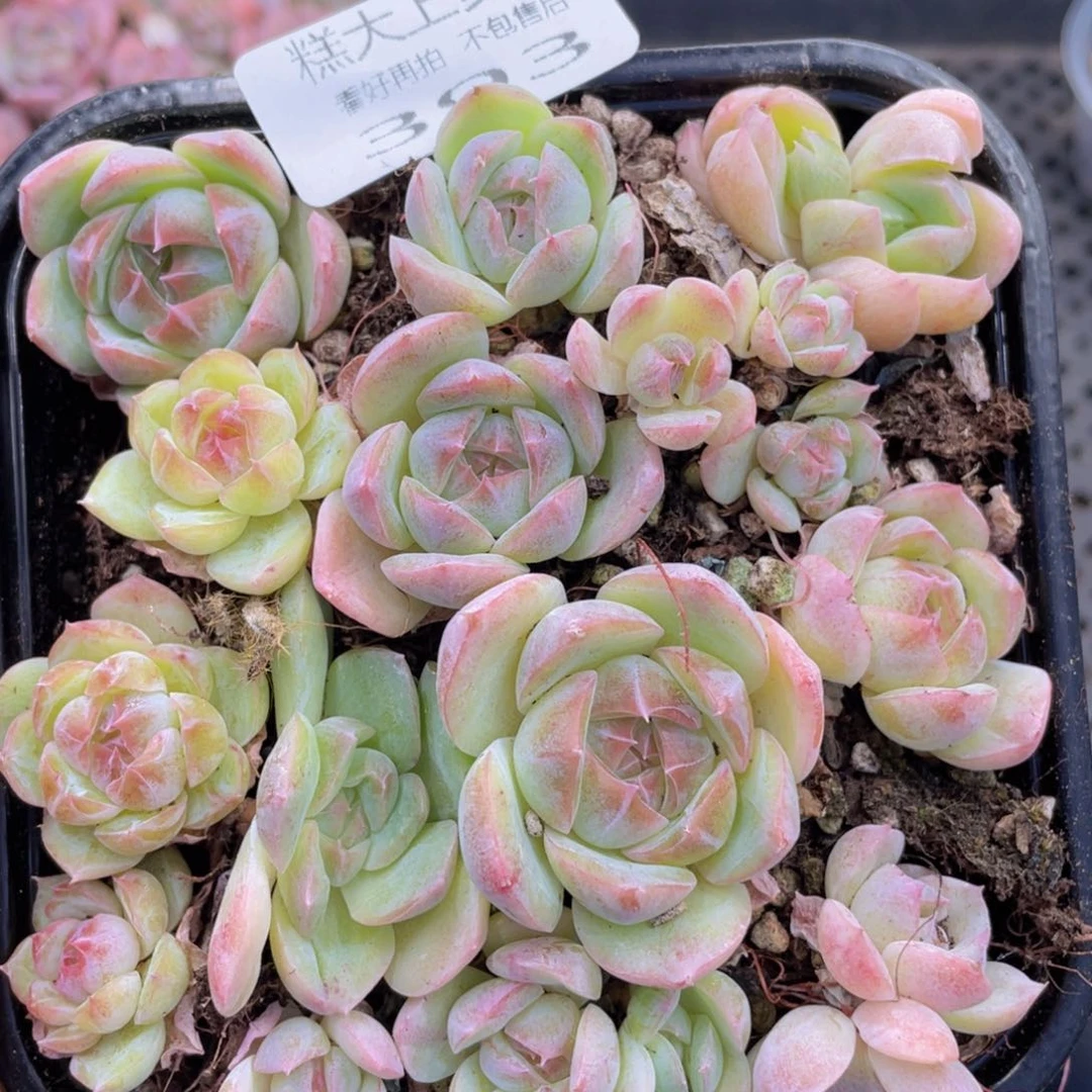 糕大上多肉植物393