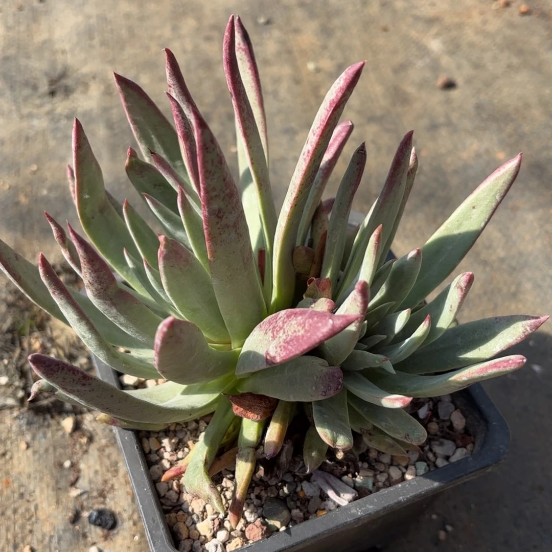 伊静思，仙女杯多肉