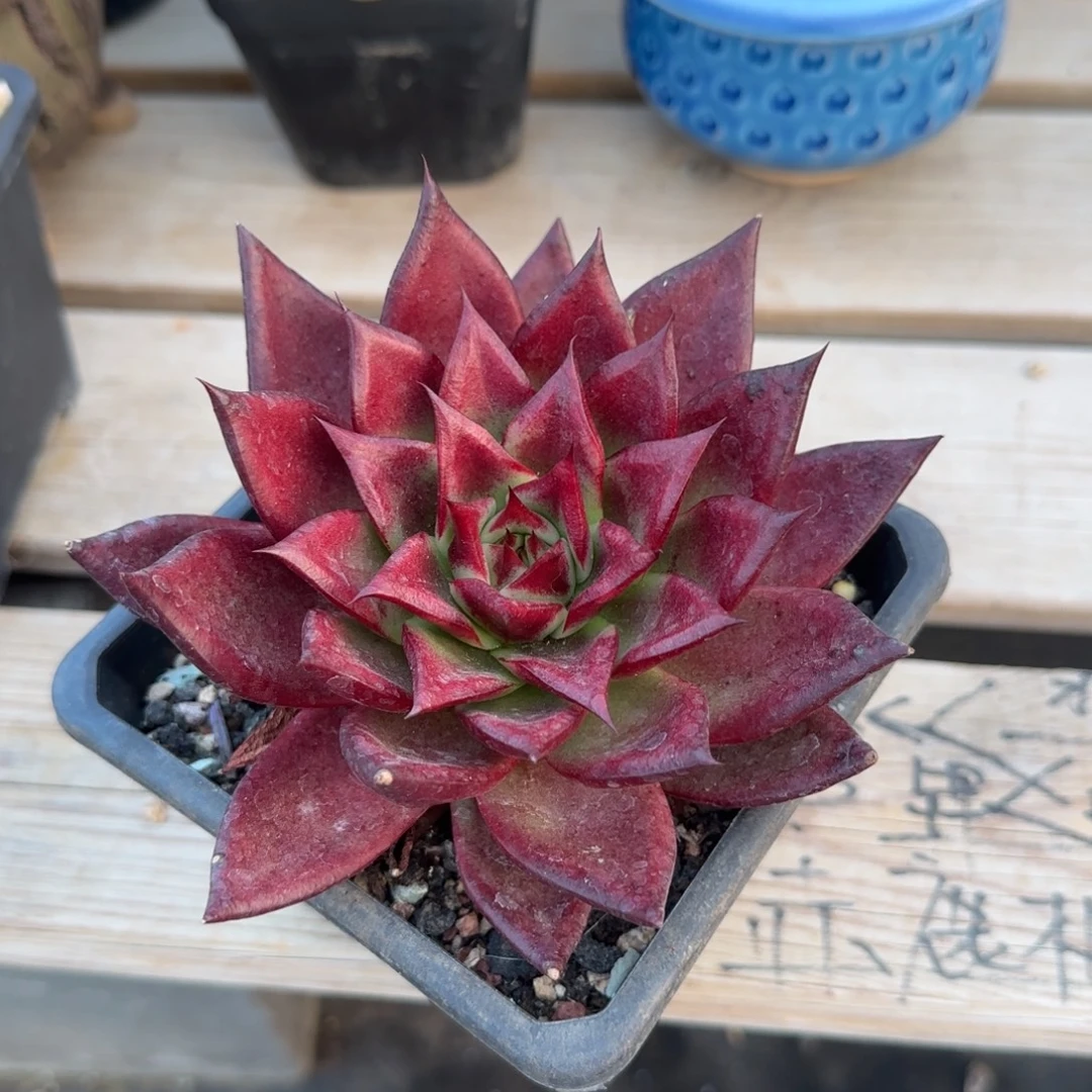 红骑士群生五十包邮老桩