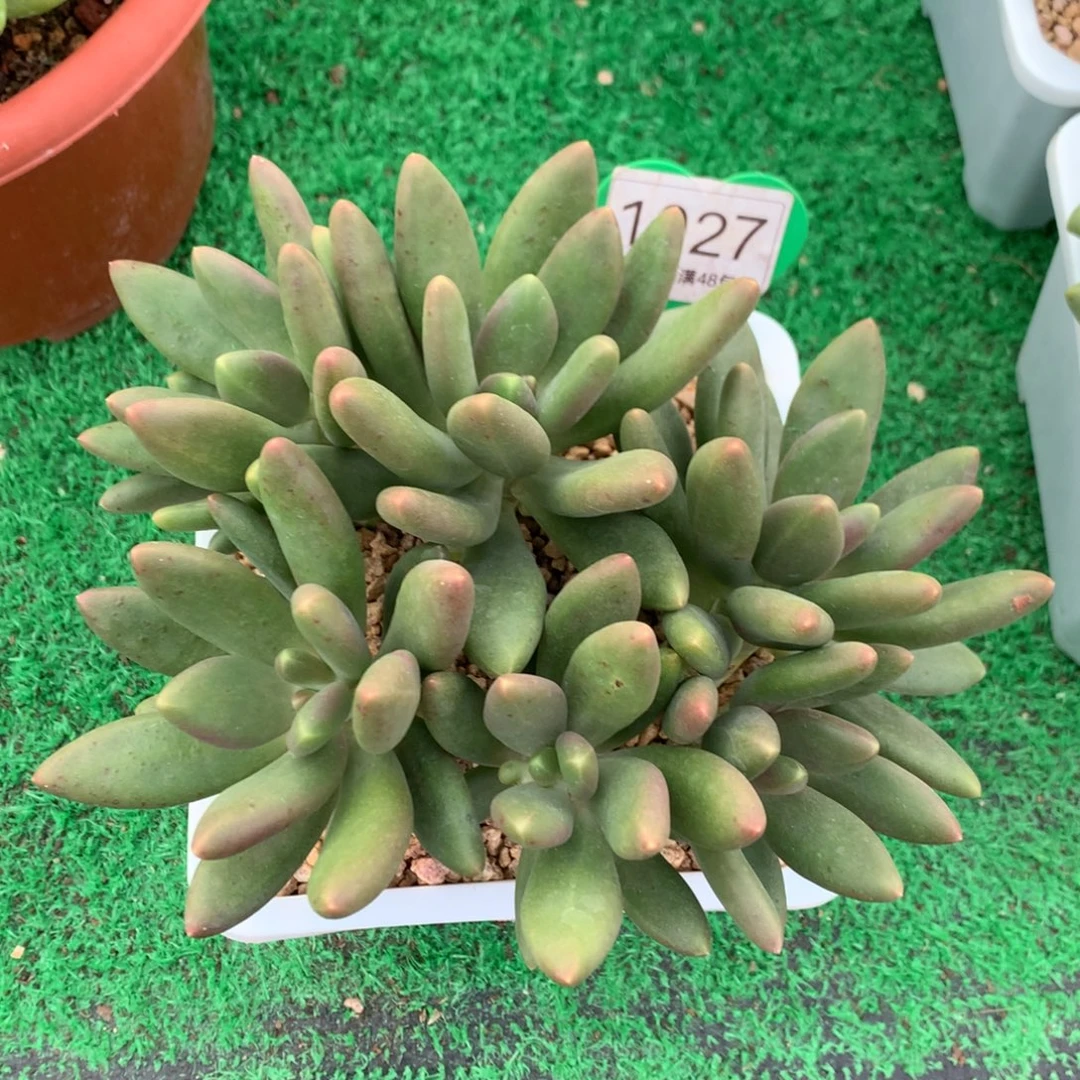 M***神芒果奶无砍平头1027