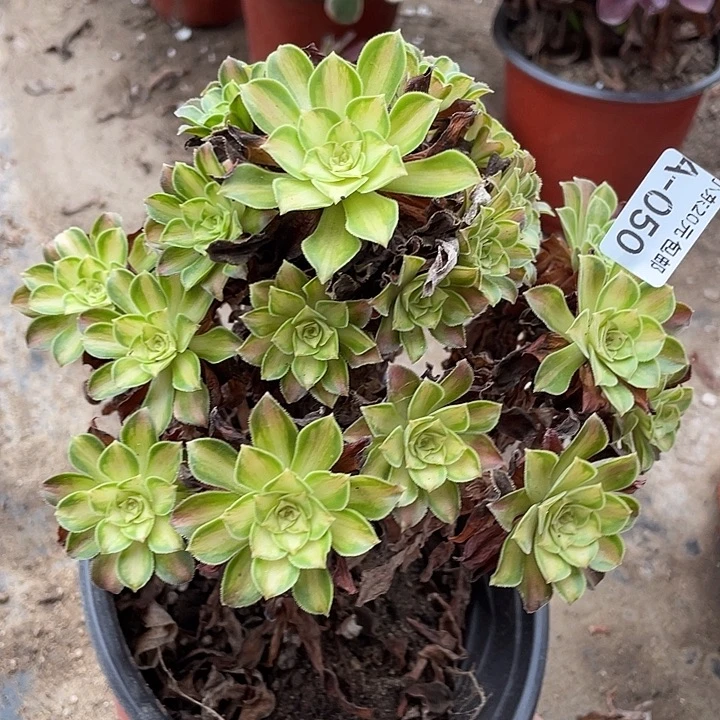 50韶华多肉植物法师